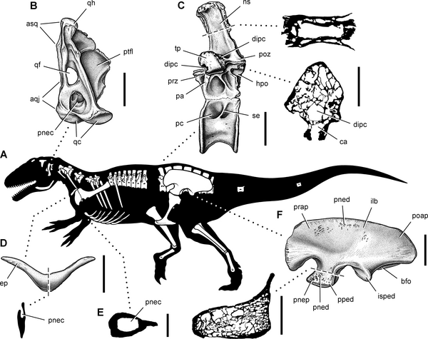 Aerosteon Riocoloradensis: Meat-Eating Dinosaur Had Bird-Like Breathing